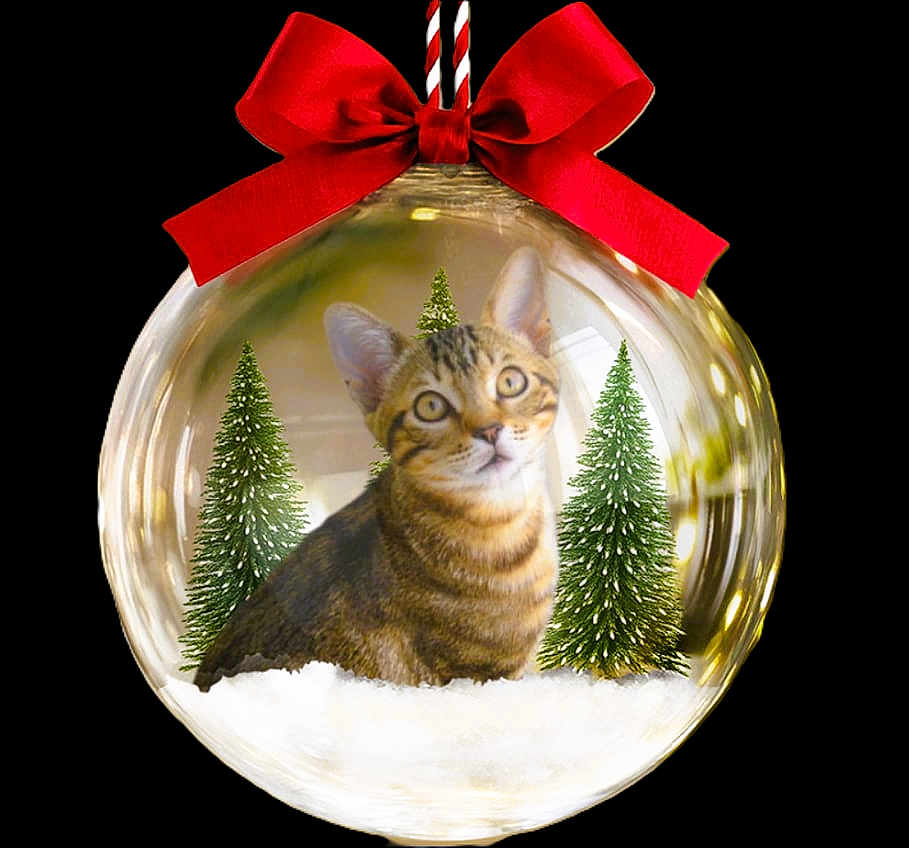 Winni a rejoint le concours — aidez-le/la à gagner de superbes lots ! cat, christmas_ornament, red_bow, pine_trees, snow, holiday, decoration, glass_ball, indoor, warm_lighting, fairy_lights, festive, cute, tabby_cat, closeup, animal, seasonal, decor, celebration, background_blur