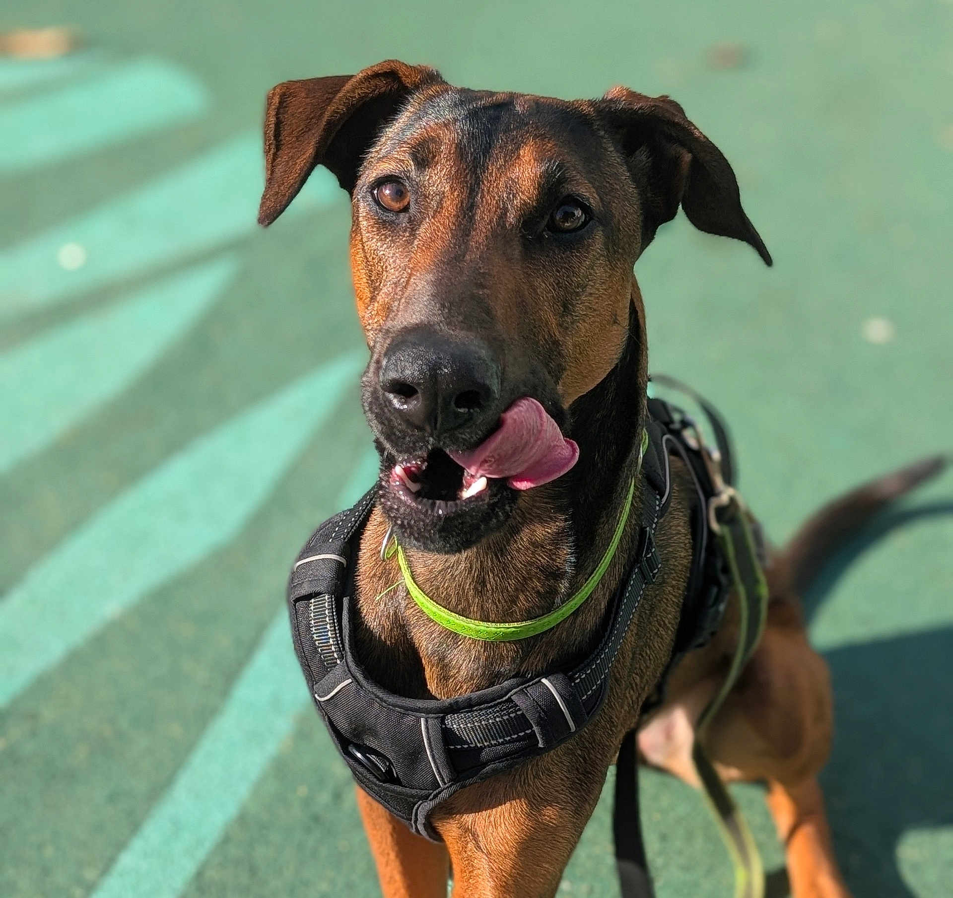 Venùs a rejoint le concours — aidez-le/la à gagner de superbes lots ! dog, canine, pet, animal, tongue_out, harness, collar, brown_fur, black_fur, outdoor, sunlight, green_background, playful, close_up, portrait, ears, leash, shadow, tongue, muzzle