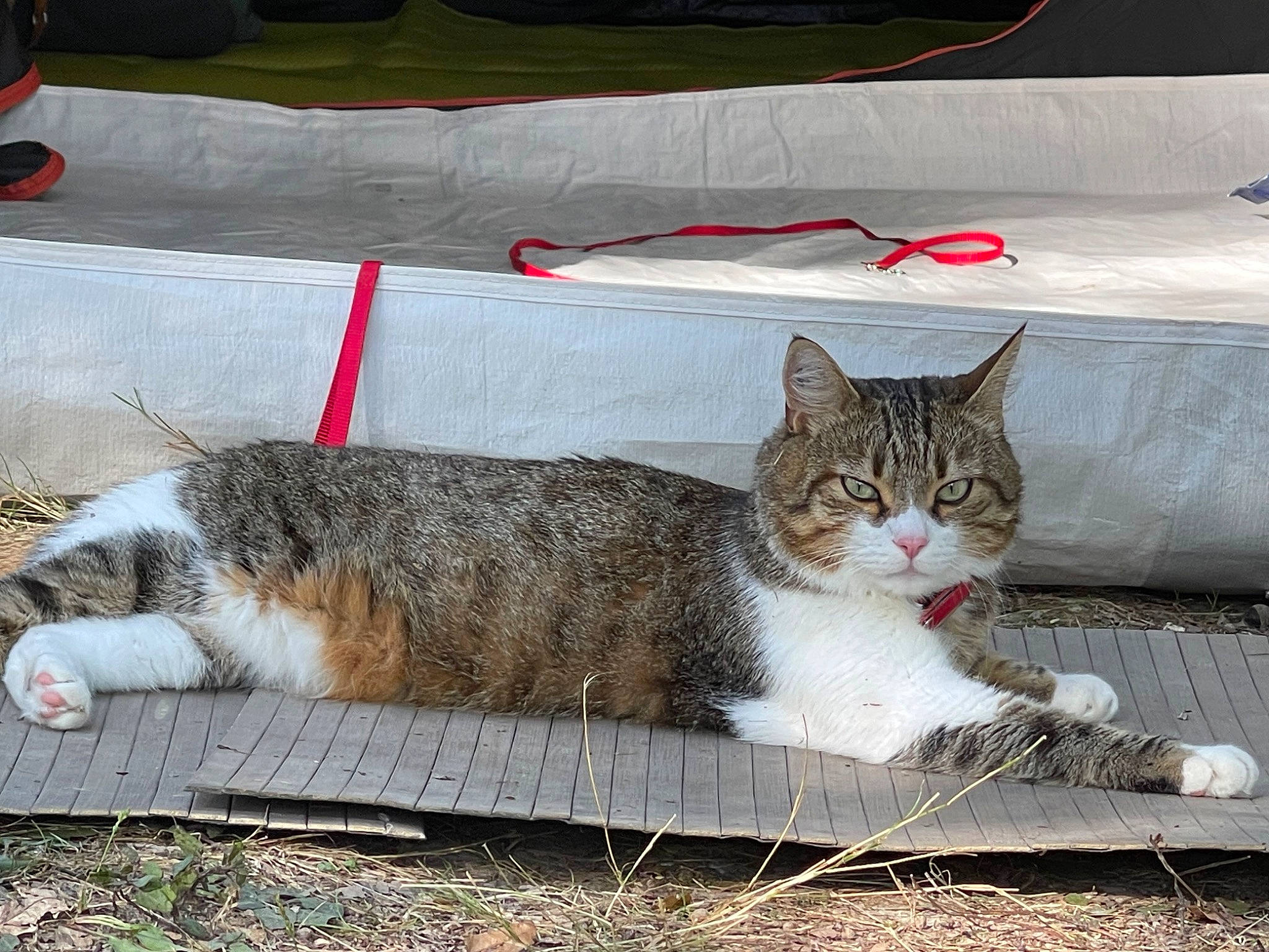 Pimousse participe au concours pour gagner de l'argent avec cette photo : carnivore, cat, claw, comfort, domestic_short_haired_cat, felidae, fur, grass, paw, sitting, small_to_medium_sized_cats, snout, tail, terrestrial_animal, whiskers