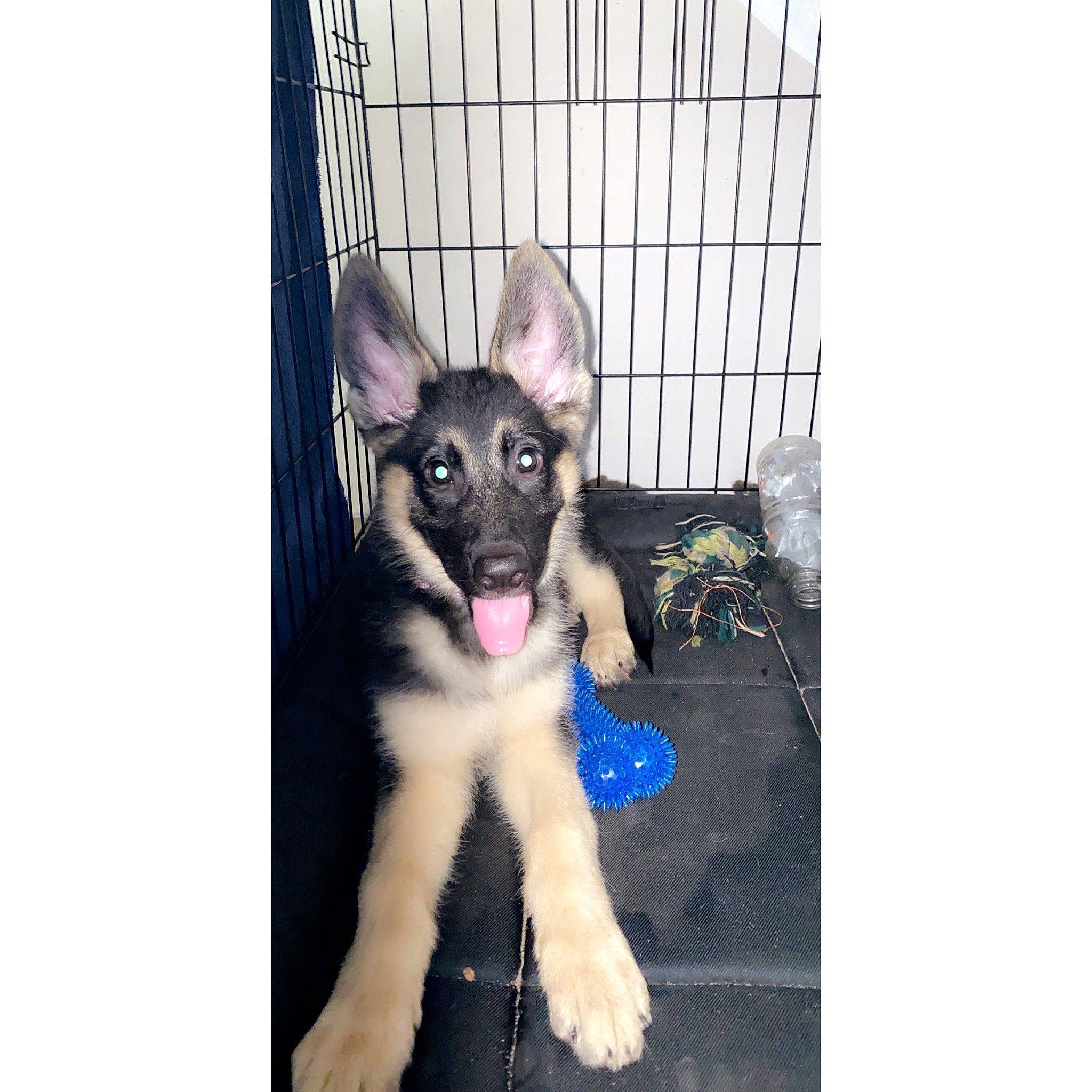 Stella is registered to the contest to win money with this photo: canidae, carnivore, dog, dog_breed, east_european_shepherd, fawn, german_shepherd_dog, king_shepherd, mammal, puppy, rare_breed_dog, snout, sporting_group, vertebrate