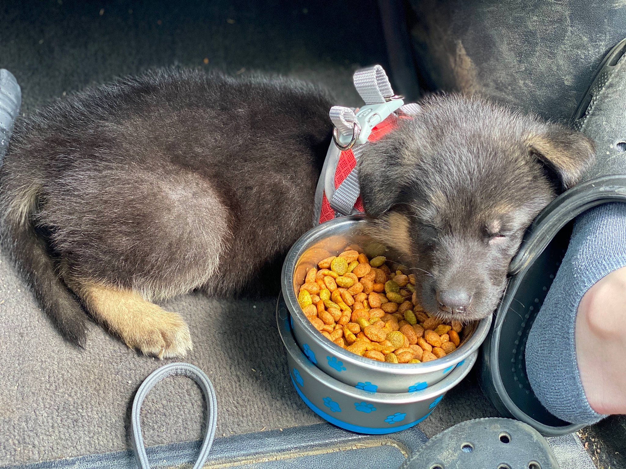 Stella joined the competition — help win amazing prizes! canidae, carnivore, dog, dog_breed, mammal, puppy, snout, vertebrate