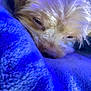 Chip is registered to the contest to win money with this photo: dog, sleeping, close_up, blanket, purple, fur, pet, cozy, resting, cute, animal, snuggle, soft_texture, indoors, relaxation, warm, comfort, portrait, calm, nap