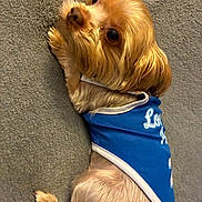 Chip joined the competition — help win amazing prizes! dog, small_dog, blue_shirt, pet_clothing, lying_down, blanket, fur, cute, indoors, looking_back, brown_fur, close_up, animal, companion, relaxed, portrait, domestic_animal, canine, soft_texture, resting