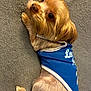 dog, small_dog, blue_shirt, pet_clothing, lying_down, blanket, fur, cute, indoors, looking_back, brown_fur, close_up, animal, companion, relaxed, portrait, domestic_animal, canine, soft_texture, resting