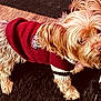 dog, small_dog, red_sweater, fur, pet, indoor, floor, wooden_floor, black_rug, animal, cute, looking, standing, clothing, patch, canine, mammal, companion, domestic_animal, toy_breed