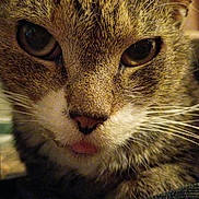 Scratchy is registered to the contest to win money with this photo: animal, cat, close, close_up, curious, cute, domestic_cat, expression, eyes, face, feline, fur, indoor, muzzle, nose, pet, portrait, tabby, tongue, whiskers
