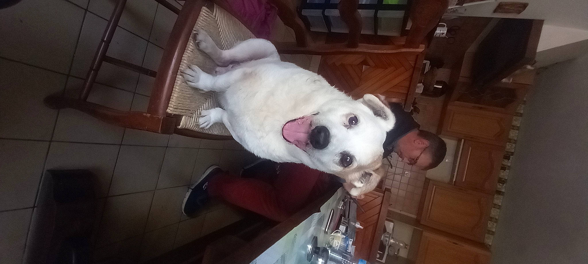 Jack participe au concours pour gagner de l'argent avec cette photo : ball, canidae, carnivore, collar, companion_dog, dog, dog_breed, ear, fawn, flooring, fur, hardwood, non_sporting_group, paw, snout, sporting_group, tail, whiskers, wood, working_animal