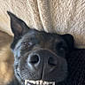 animal, black_fur, blanket, canine, close_up, cozy, cute, dog, expression, funny, fur, indoors, lying_down, nose, pet, portrait, relaxed, smile, snout, teeth