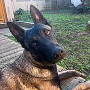 Vayah participe au concours pour gagner de l'argent avec cette photo : animal, background, brown_fur, canine, curious, daylight, dog, ears, eyes, garden, grass, nature, nose, outdoor, pet, portrait, resting, sunlight, wheelbarrow, wooden_deck
