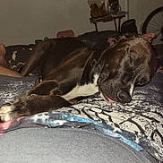 Jinx joined the competition — help win amazing prizes! dog, sleeping, indoor, person, lap, resting, black_dog, white_markings, blanket, table, snacks, bicycle_wheel, human_leg, casual, relaxation, home, furniture, comfort, animal, pet