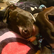 Jenx joined the competition — help win amazing prizes! animal, baby, bird, blanket, bodypart, bulldog, canine, dog, face, finger, hand, head, homedecor, hound, labradorretriever, linen, person, pet, pointer, puppy