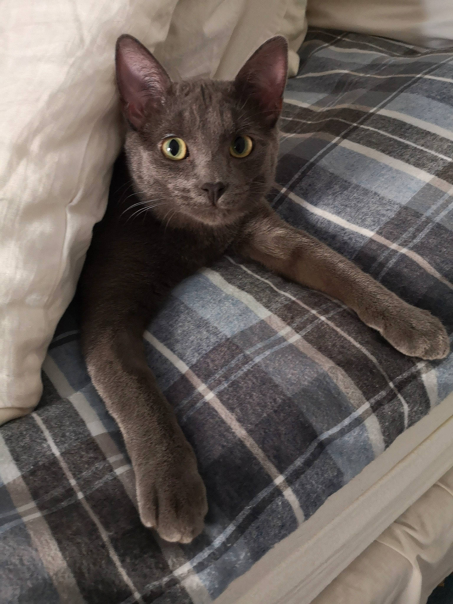 Guzy a rejoint le concours — aidez-le/la à gagner de superbes lots ! black_cat, carnivore, cat, cat_supply, claw, comfort, domestic_short_haired_cat, felidae, fur, grey, linens, pattern, pet_supply, plaid, small_to_medium_sized_cats, snout, tail, tartan, whiskers, woven_fabric