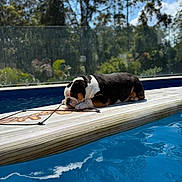 Biscuit joined the competition — help win amazing prizes! bulldog, dog, sleeping, surfboard, pool, water, outdoor, sunlight, blue_sky, trees, relaxation, pet, animal, summer, daytime, nature, resting, calm, backyard, leisure