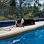 bulldog, dog, sleeping, surfboard, pool, water, outdoor, sunlight, blue_sky, trees, relaxation, pet, animal, summer, daytime, nature, resting, calm, backyard, leisure