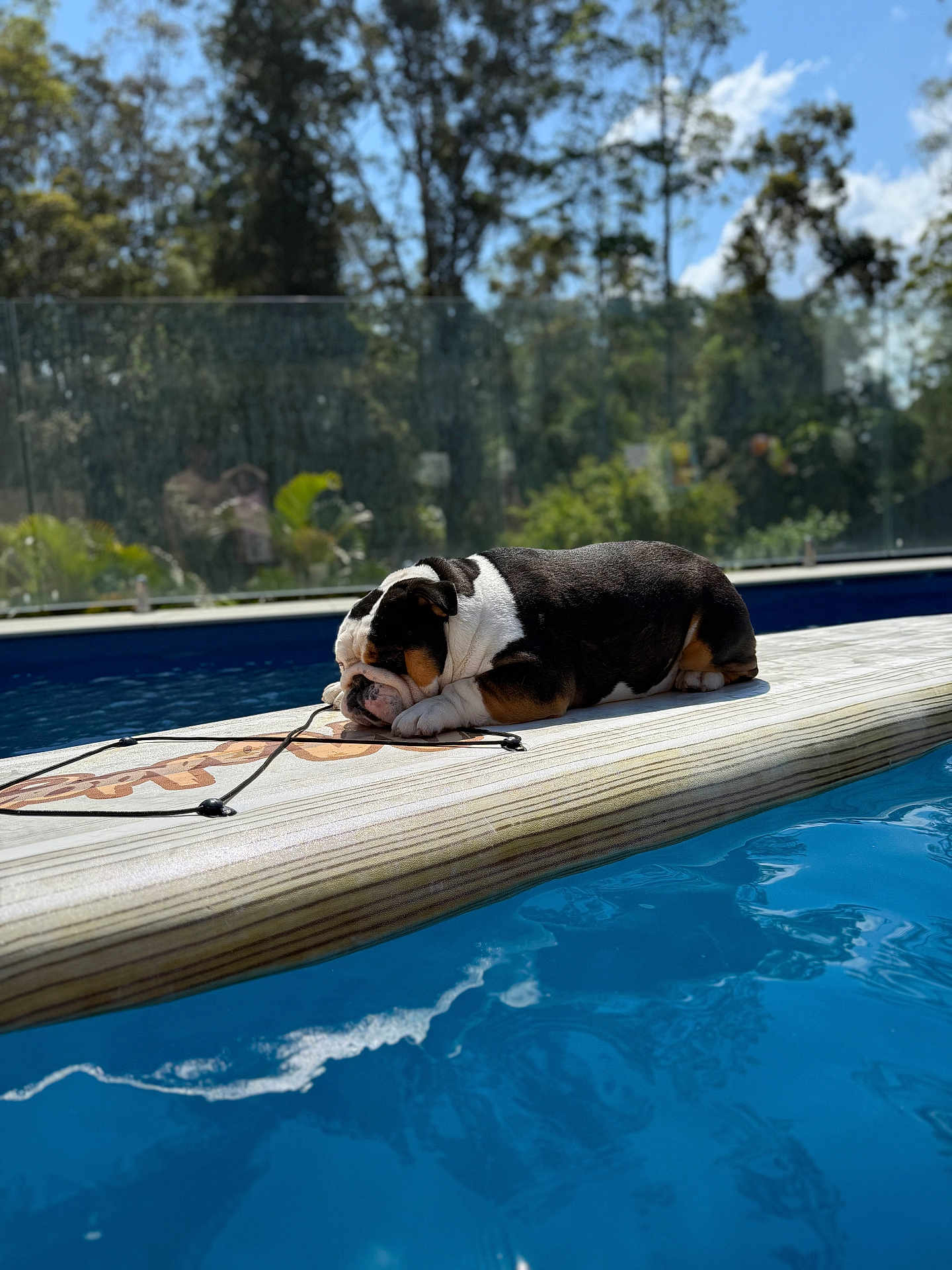Biscuit joined the competition — help win amazing prizes! bulldog, dog, sleeping, surfboard, pool, water, outdoor, sunlight, blue_sky, trees, relaxation, pet, animal, summer, daytime, nature, resting, calm, backyard, leisure