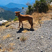 Motty participe au concours pour gagner de l'argent avec cette photo : adventure, animal, blue_sky, brown_dog, collar, daylight, dog, grass, landscape, mountain, nature, outdoor, pet, rocky_ground, scenery, shrub, sunny, trail, walking, wilderness