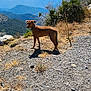 adventure, animal, blue_sky, brown_dog, collar, daylight, dog, grass, landscape, mountain, nature, outdoor, pet, rocky_ground, scenery, shrub, sunny, trail, walking, wilderness