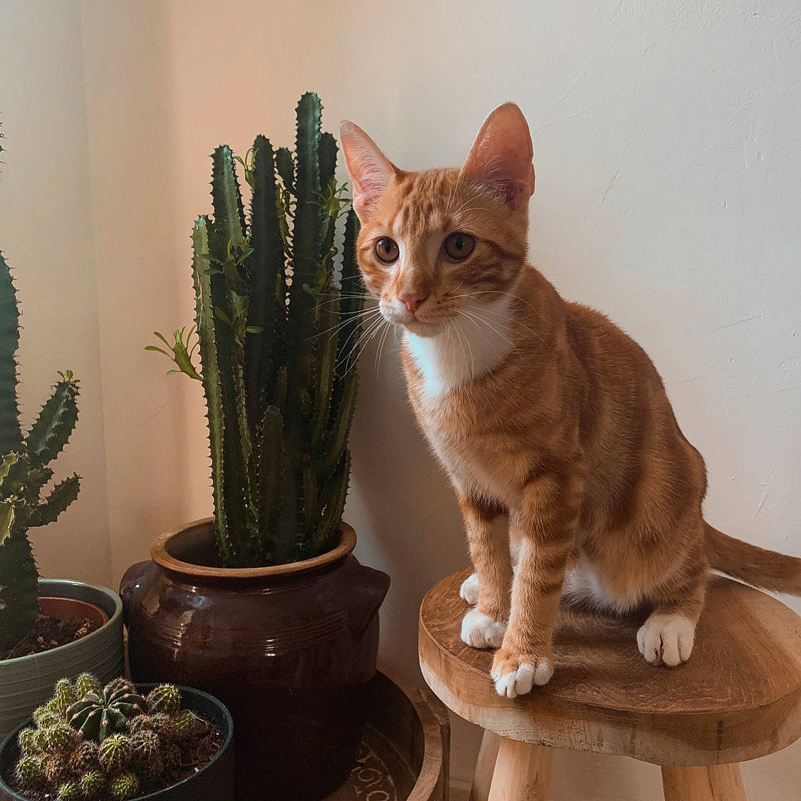 Bernie a rejoint le concours — aidez-le/la à gagner de superbes lots ! _and_prickles, _spines, carnivore, cat, cat_furniture, cat_supply, domestic_short_haired_cat, fawn, felidae, flowerpot, grass, houseplant, paw, plant, small_to_medium_sized_cats, table, tail, terrestrial_plant, thorns, tree