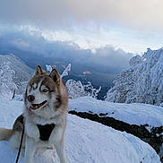 Laska a rejoint le concours — aidez-le/la à gagner de superbes lots ! husky, dog, snow, mountain, winter, outdoor, nature, canine, animal, leash, cold, fur, blue_eyes, sky, clouds, tree, landscape, scenic, adventure, wildlife
