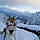 Laska
