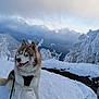 husky, dog, snow, mountain, winter, outdoor, nature, canine, animal, leash, cold, fur, blue_eyes, sky, clouds, tree, landscape, scenic, adventure, wildlife