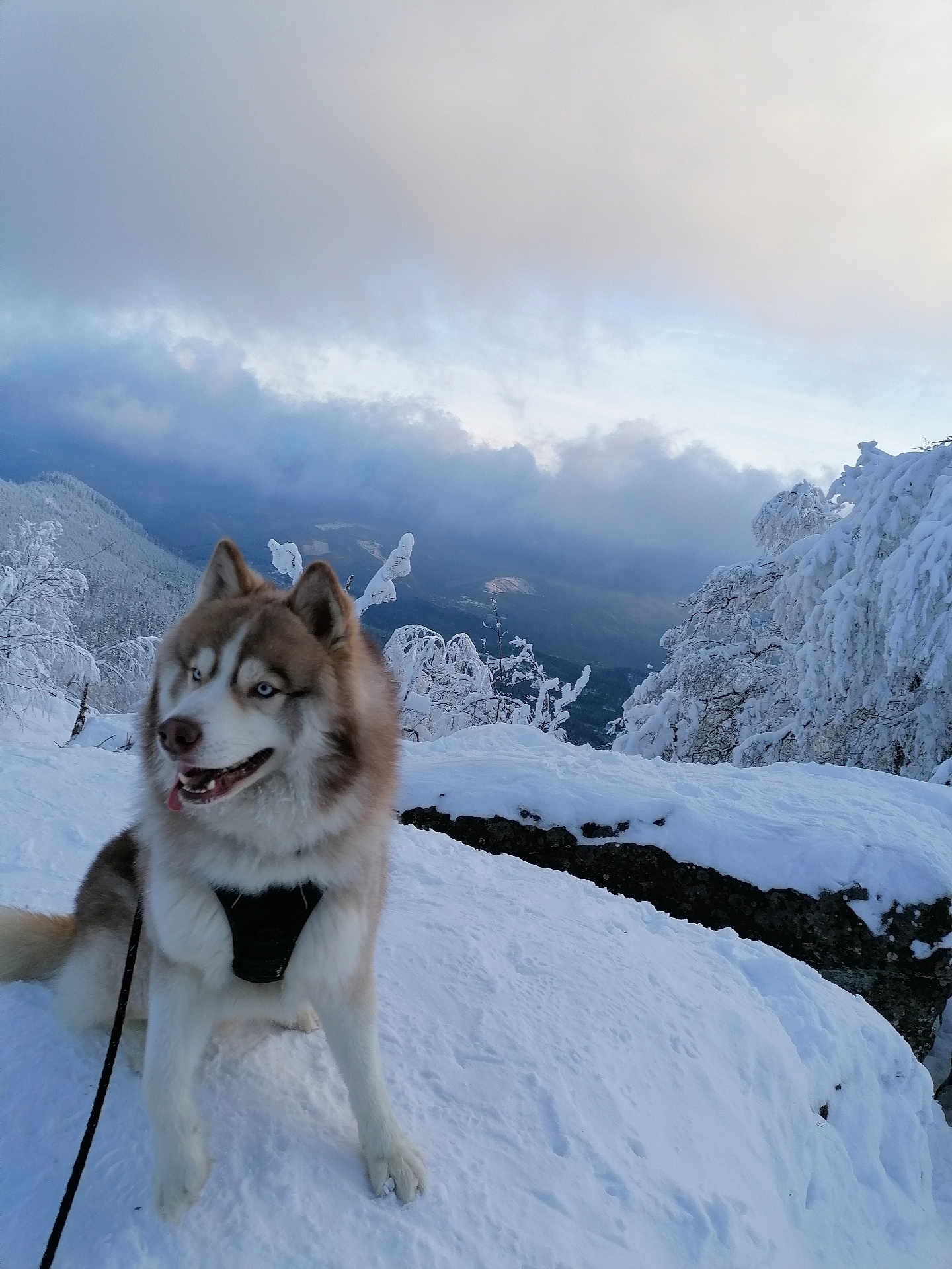 Laska a rejoint le concours — aidez-le/la à gagner de superbes lots ! husky, dog, snow, mountain, winter, outdoor, nature, canine, animal, leash, cold, fur, blue_eyes, sky, clouds, tree, landscape, scenic, adventure, wildlife