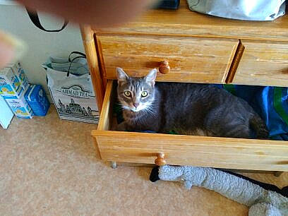 Milka participe au concours pour gagner de l'argent avec cette photo : carnivore, cat, cat_supply, chair, domestic_short_haired_cat, fawn, felidae, flooring, fur, furniture, hardwood, room, shelf, small_to_medium_sized_cats, table, tail, whiskers, window, wood, wood_stain