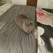 Grizouille participe au concours pour gagner de l'argent avec cette photo : cat, gray_cat, bed, blanket, fluffy, indoor, pet, resting, sleepy, cozy, feline, animal, fur, cute, domestic, laying, soft, comfort, home, relaxed