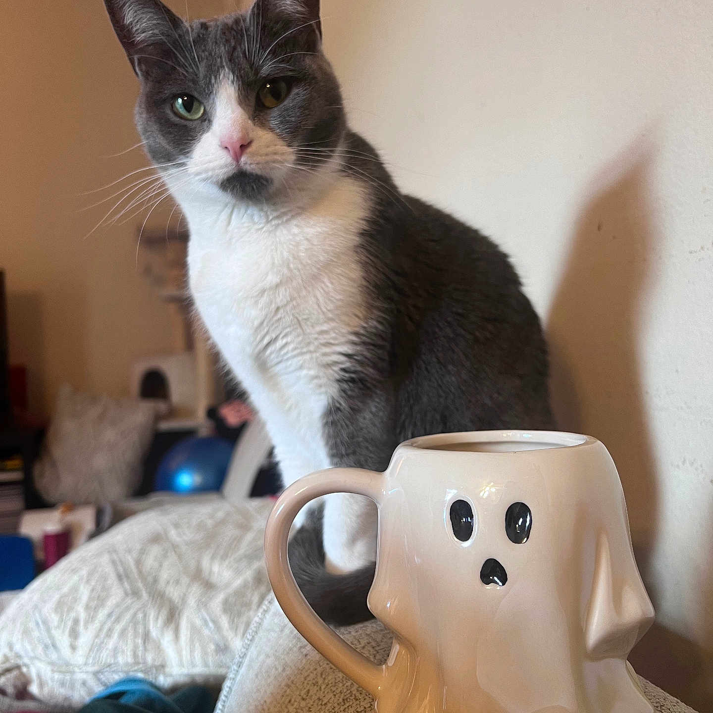 Stormy joined the competition — help win amazing prizes! adult, animal, art, beverage, cat, coffee, coffeecup, cookware, cup, furniture, indoors, kitten, male, man, manx, person, pet, porcelain, pottery, saucer