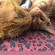 Pookie is registered to the contest to win money with this photo: animal, cat, close_up, companionship, cozy, cute, feline, fur, ginger_cat, indoor, leopard_print, lying_down, patterned_fabric, pets, purple, resting, sleepy, snuggling, two_cats, whiskers