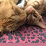 animal, cat, close_up, companionship, cozy, cute, feline, fur, ginger_cat, indoor, leopard_print, lying_down, patterned_fabric, pets, purple, resting, sleepy, snuggling, two_cats, whiskers