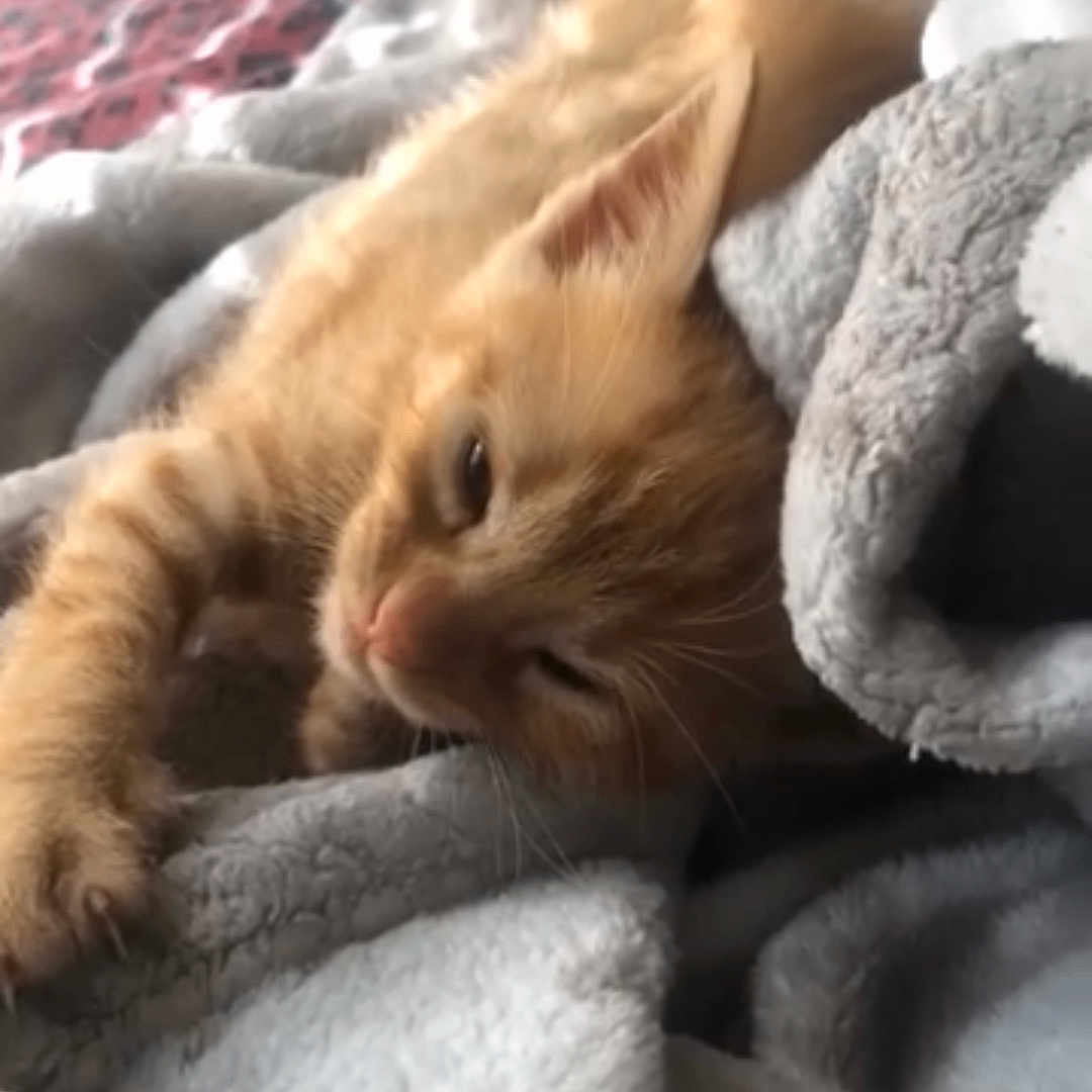 Pookie joined the competition — help win amazing prizes! animal, bed, blanket, cat, comfort, cozy, cute, fur, furry, indoor, kitten, nap, orange_cat, paw, pet, relaxed, resting, sleepy, soft, warm