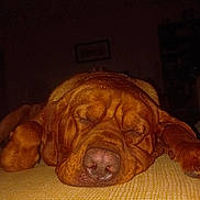 Buck is registered to the contest to win money with this photo: dog, sleeping, brown_dog, close_up, indoor, nap, resting, pet, canine, fur, snout, paw, blanket, texture, cozy, relaxation, animal, domestic_animal, quiet, peaceful