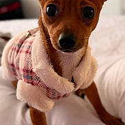 Nala joined the competition — help win amazing prizes! bed, big_eyes, blanket, chihuahua, closeup, clothing, cozy, cute, dog, ears, fur, indoor, nose, paw, pet, portrait, puppy, shallow_depth_of_field, small_dog, sweater