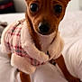 bed, big_eyes, blanket, chihuahua, closeup, clothing, cozy, cute, dog, ears, fur, indoor, nose, paw, pet, portrait, puppy, shallow_depth_of_field, small_dog, sweater