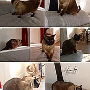 Favi joined the competition — help win amazing prizes! black_ears, brown_cat, cat, cat_tree, collage, couch, curious, family_text, feline, gray_furniture, home, indoor, multiple_views, pet, shadow, siamese_cat, sofa, sunlight, tail, wall_decal