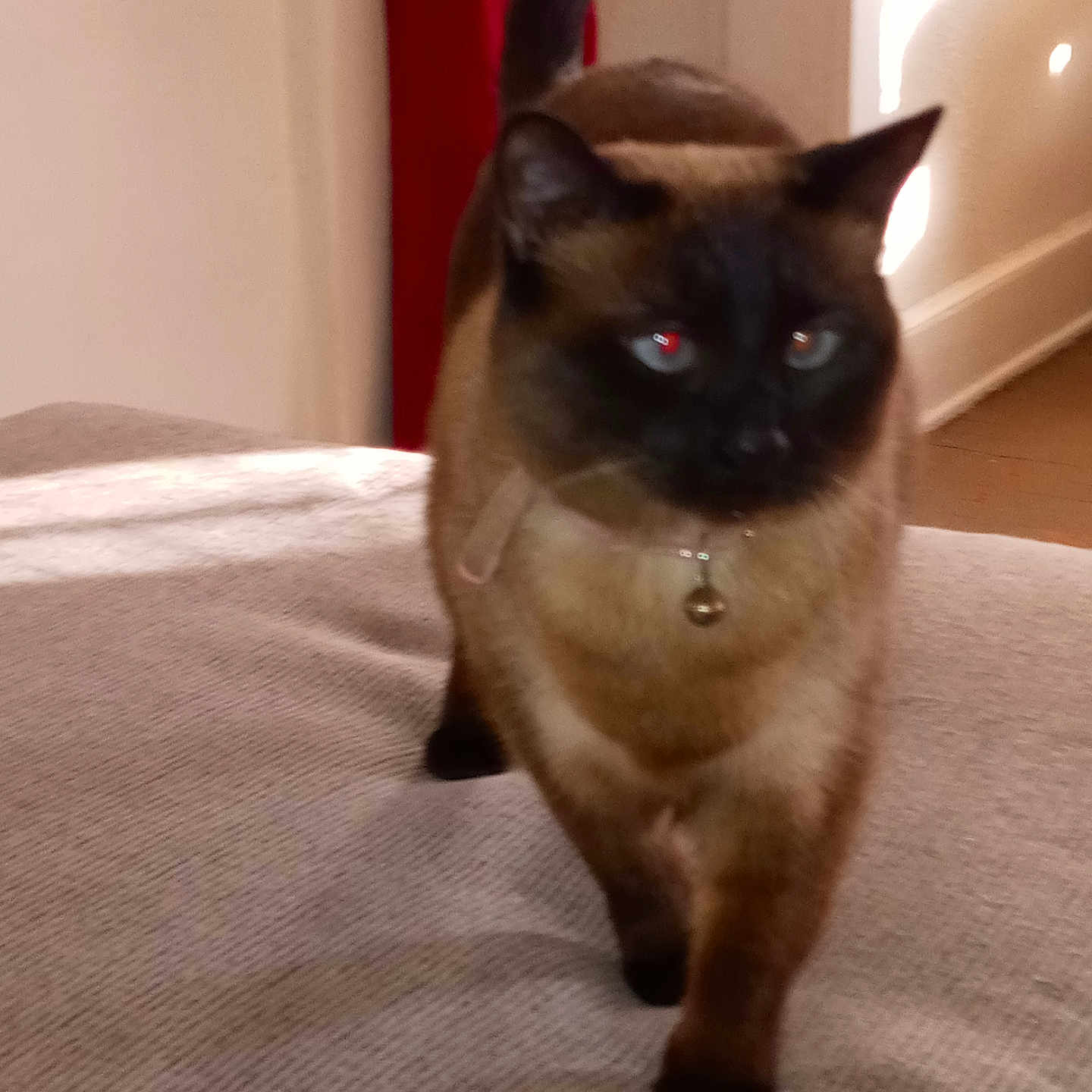 Favi is registered to the contest to win money with this photo: animal, bell, blurred, cat, collar, cute, feline, fur, home, indoor, light, pet, red_curtain, shadow, siamese, tail, texture, walking, whiskers, window