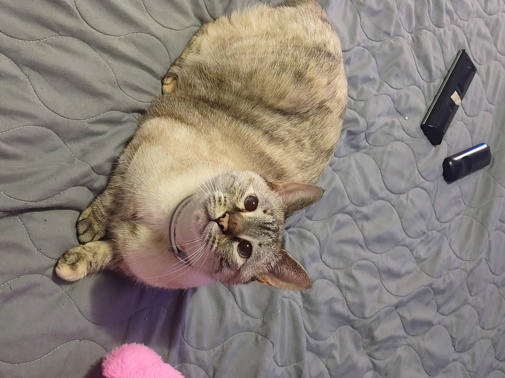 Angela is registered to the contest to win money with this photo: cap, carnivore, cat, cat_bed, claw, comfort, domestic_short_haired_cat, fashion_accessory, fawn, felidae, fur, grey, hat, linens, small_to_medium_sized_cats, snout, tail, textile, whiskers, wool