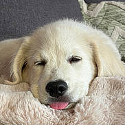 Arlo participe au concours pour gagner de l'argent avec cette photo : puppy, dog, golden_retriever, sleeping, winking, tongue, cute, fluffy, cream_colored, close_up, portrait, pet, animal, blanket, couch, indoors, cozy, relaxed, face, nose