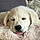 Arlo