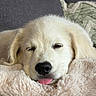 puppy, dog, golden_retriever, sleeping, winking, tongue, cute, fluffy, cream_colored, close_up, portrait, pet, animal, blanket, couch, indoors, cozy, relaxed, face, nose