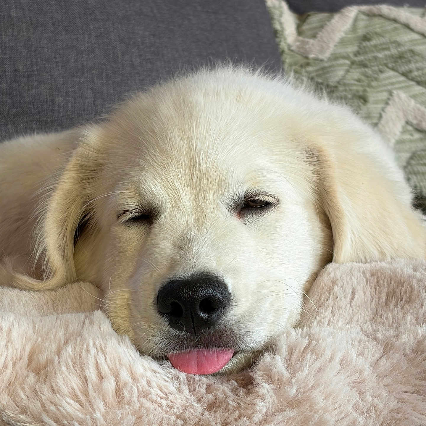 Arlo
