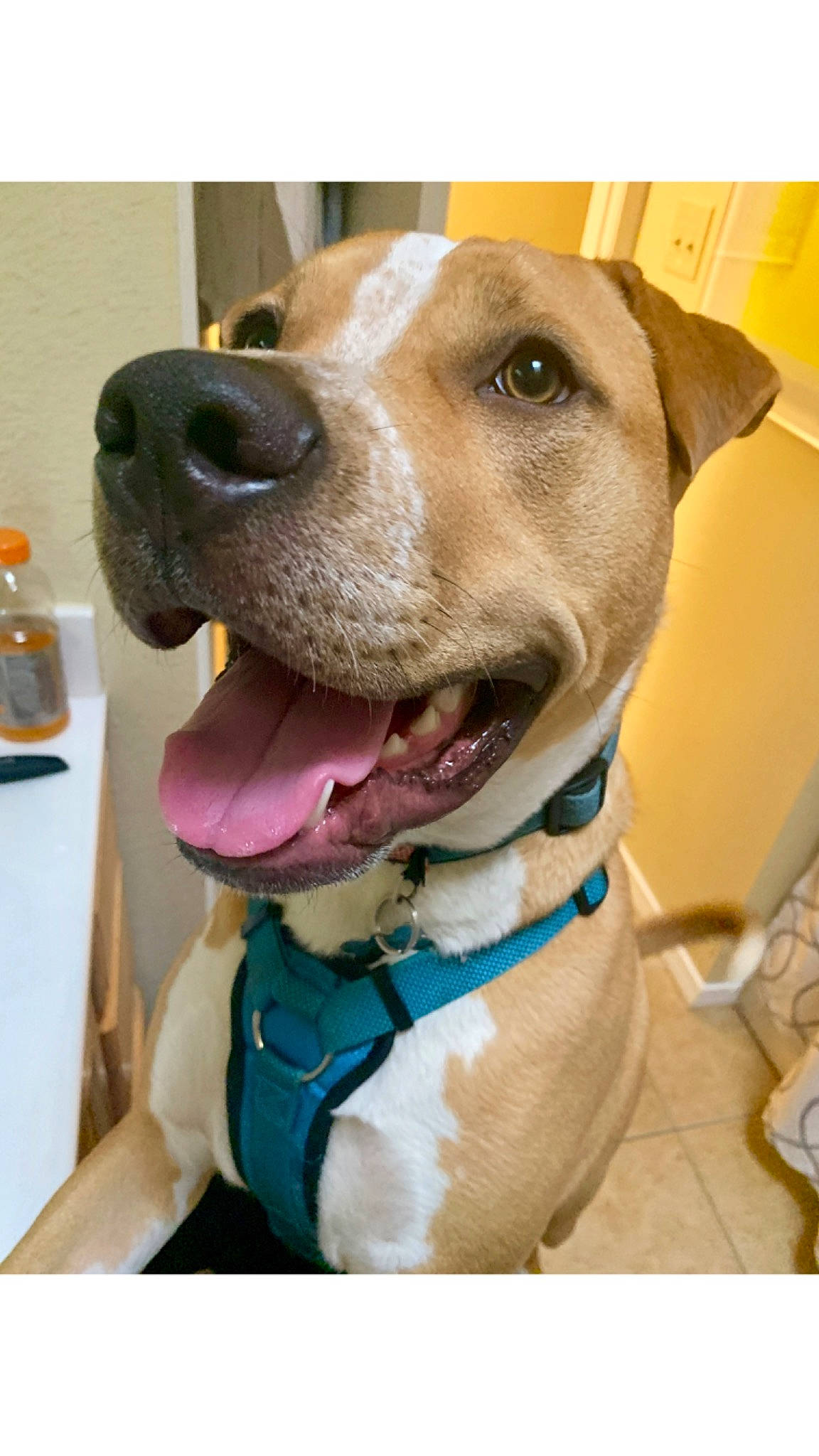 Biscuits joined the competition — help win amazing prizes! bottle, canidae, carnivore, collar, companion_dog, dog, dog_breed, dog_collar, dog_supply, fawn, jaw, leash, liver, pet_supply, selfie, snout, sporting_group, water_bottle, whiskers, working_animal