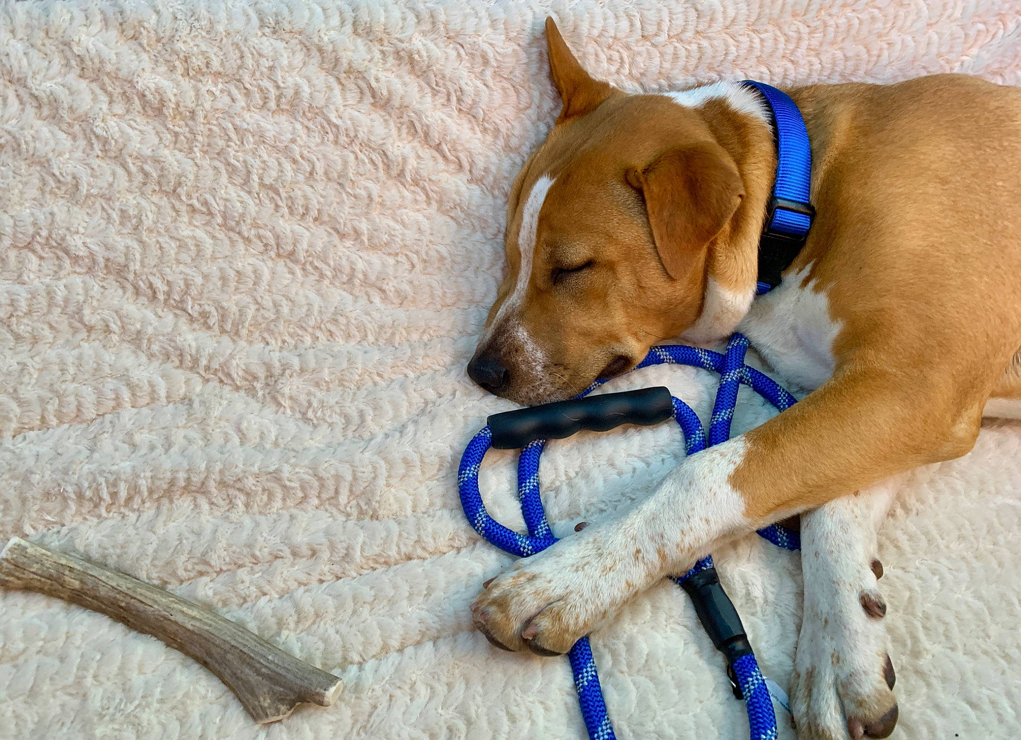 Biscuits is registered to the contest to win money with this photo: canidae, carnivore, collar, comfort, companion_dog, dog, dog_breed, dog_collar, dog_supply, fawn, flooring, hardwood, linens, paw, pet_supply, snout, sporting_group, wood, working_animal, woven_fabric