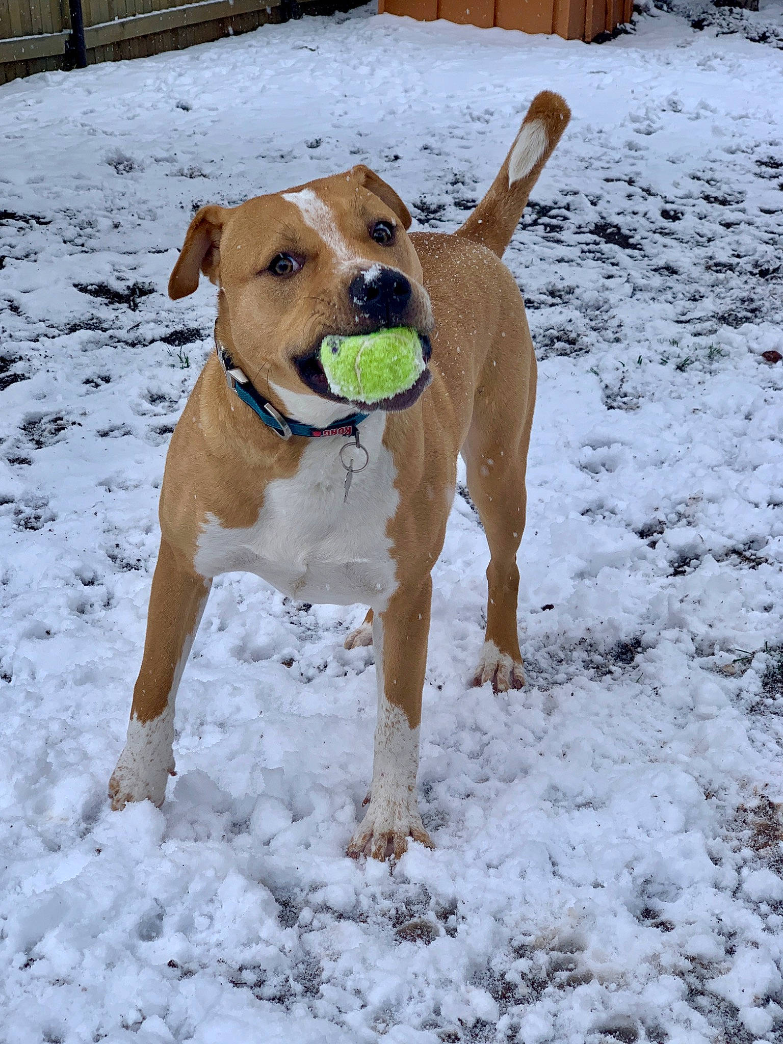 Biscuits is registered to the contest to win money with this photo: ball, canidae, carnivore, collar, companion_dog, dog, dog_breed, dog_clothes, dog_collar, dog_supply, fawn, freezing, hound, pet_supply, snout, snow, tail, winter, working_animal, working_dog