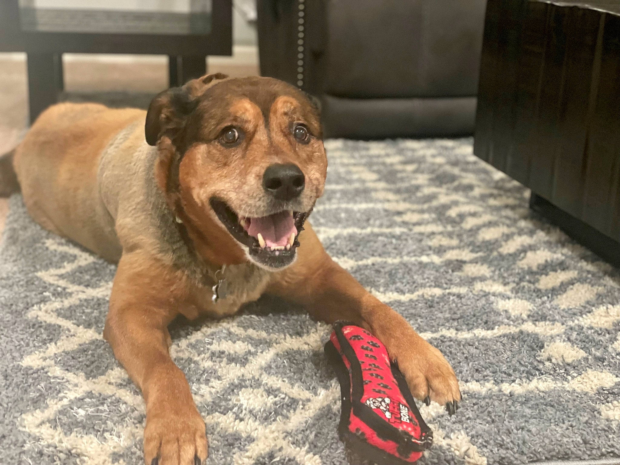 Crosby joined the competition — help win amazing prizes! cabinetry, canidae, carnivore, chest_of_drawers, companion_dog, couch, dog, dog_breed, fawn, flooring, fur, paw, road_surface, smile, snout, sporting_group, street_dog, whiskers, wood, working_dog