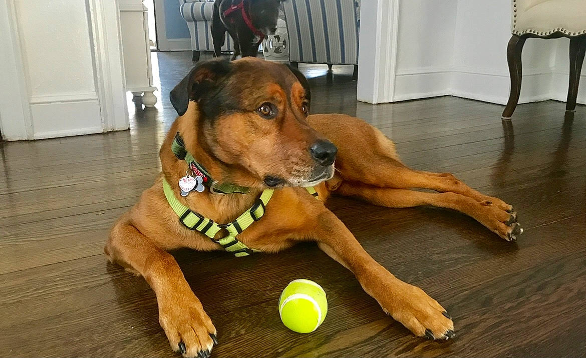 Crosby is registered to the contest to win money with this photo: ball, carnivore, chair, collar, companion_dog, dog, dog_breed, dog_collar, dog_supply, door, fawn, flooring, guard_dog, hardwood, paw, pet_supply, sports_equipment, tennis_ball, wood, working_animal