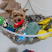 Gus is registered to the contest to win money with this photo: animal, brown_dog, colorful, cozy, cute, dog, furry, hammock, home, indoor, living_room, net, pet, playful, plush_toy, relaxing, resting, small_dog, stuffed_animal, toy