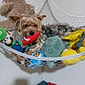 animal, brown_dog, colorful, cozy, cute, dog, furry, hammock, home, indoor, living_room, net, pet, playful, plush_toy, relaxing, resting, small_dog, stuffed_animal, toy