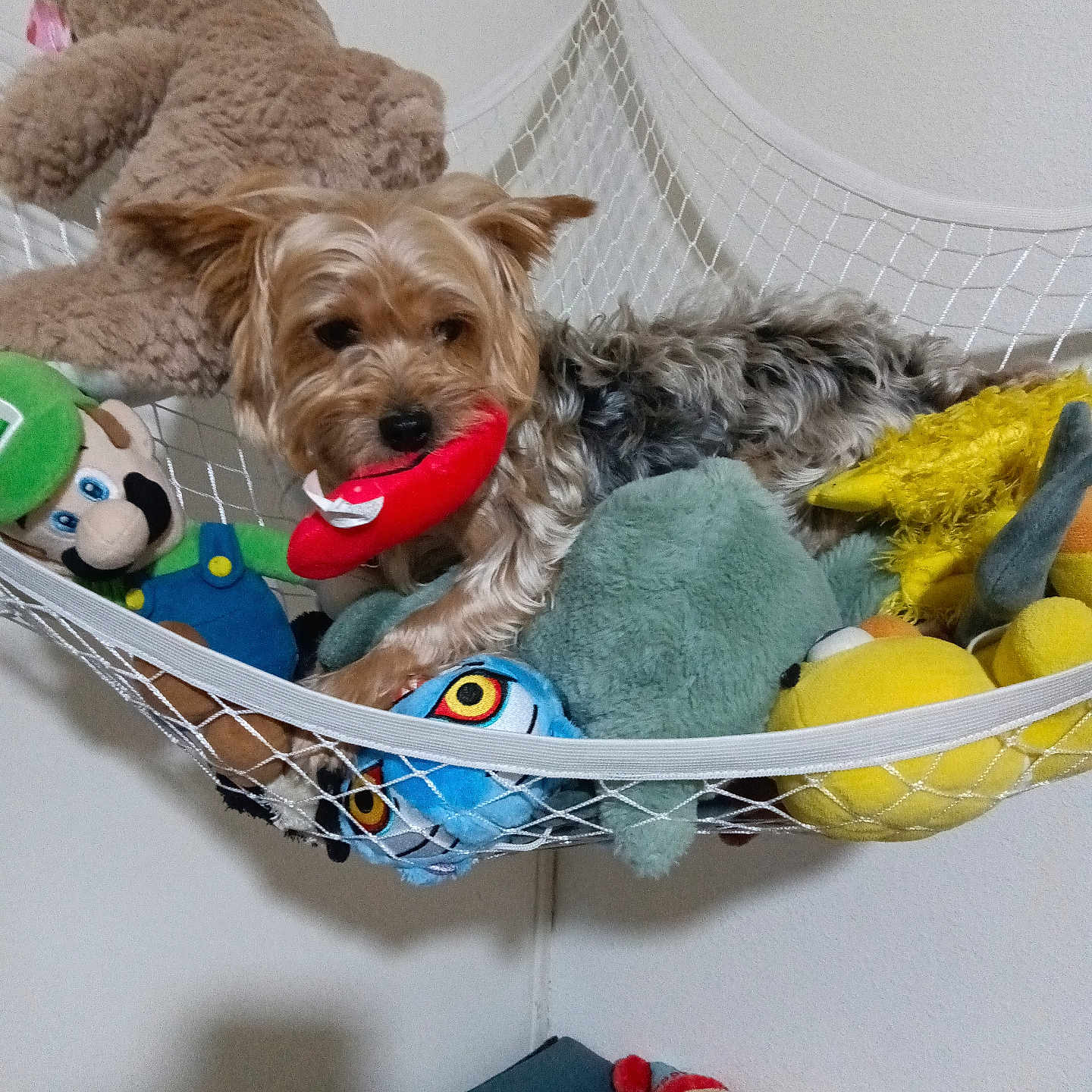 Gus